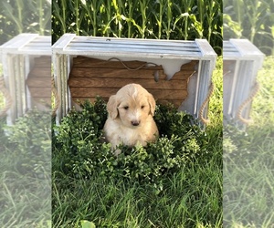 Goldendoodle Puppy for sale in SIDNEY, OH, USA