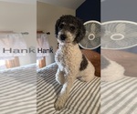 Small Photo #1 Bernedoodle Puppy For Sale in SIBLEY, IL, USA