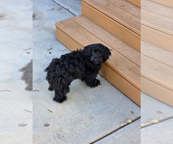 Medium Photo #3 Mutt Puppy For Sale in Andover, MN, USA