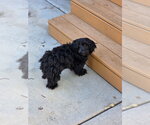 Small #2 Mutt