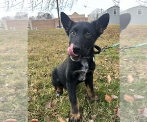 Mutt Dogs for adoption in Candler, NC, USA