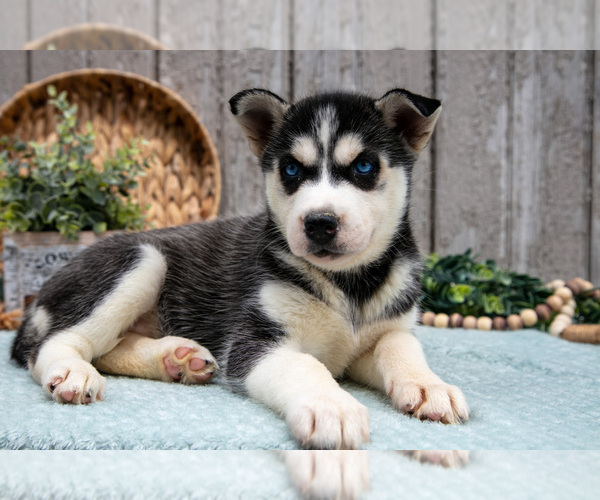 Medium Photo #2 Siberian Husky Puppy For Sale in LANCASTER, PA, USA