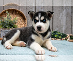 Small #1 Siberian Husky