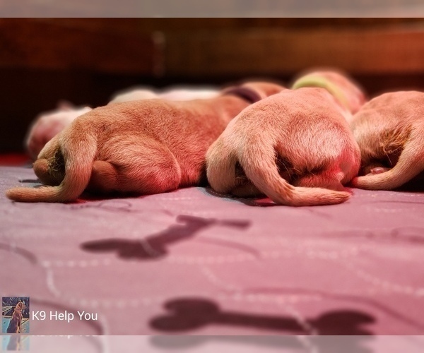 Medium Photo #6 Golden Retriever Puppy For Sale in SAINT LOUIS, MO, USA
