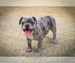 Small Photo #5 French Bulldog Puppy For Sale in TALLAHASSEE, FL, USA