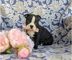 Small Photo #2 Boston Terrier Puppy For Sale in EPHRATA, PA, USA