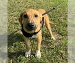 Small #3 Labrador Retriever Mix