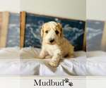 Small Photo #6 Poodle (Standard) Puppy For Sale in MURFREESBORO, TN, USA