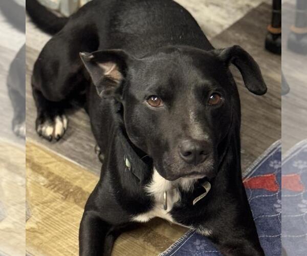 Medium Photo #3 Labrador Retriever-Unknown Mix Puppy For Sale in Yardley, PA, USA