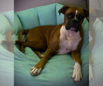 Small #2 Boxer