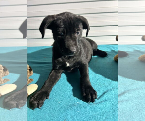 Medium Photo #3 Labrador Retriever-Unknown Mix Puppy For Sale in Tarrytown, GA, USA