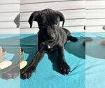 Small #2 Labrador Retriever Mix
