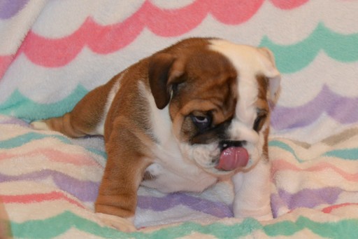 Medium Photo #1 Bulldog Puppy For Sale in CHINO HILLS, CA, USA
