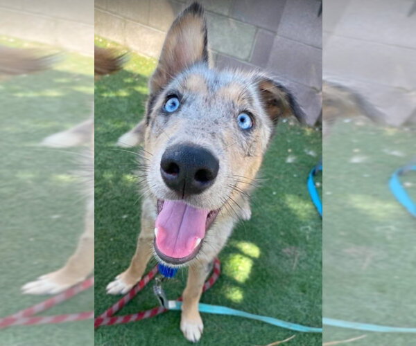 Medium Photo #1 Catahoula Leopard Dog-Collie Mix Puppy For Sale in Lakewood, CO, USA
