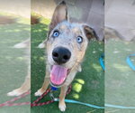 Small Catahoula Leopard Dog-Collie Mix