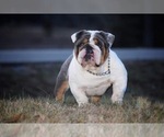 Small Photo #5 English Bulldog Puppy For Sale in MILTON, FL, USA