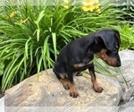 Small Photo #5 Miniature Pinscher Puppy For Sale in SUGARCREEK, OH, USA