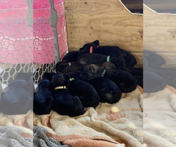 Medium Photo #46 Cane Corso Puppy For Sale in LIVERMORE, CA, USA