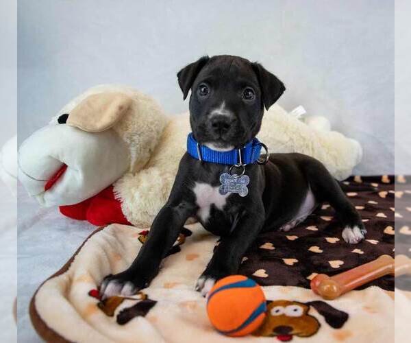 Medium Photo #3 Boxer-Unknown Mix Puppy For Sale in Kennesaw, GA, USA