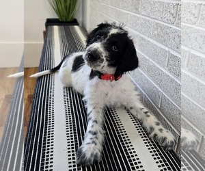 Labradoodle Puppy for sale in CANTON, NC, USA