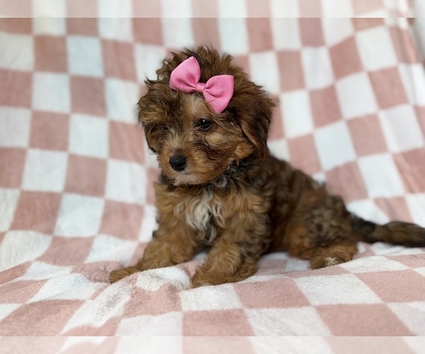 Medium Photo #5 YorkiePoo Puppy For Sale in LAKELAND, FL, USA