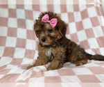 Small #4 YorkiePoo