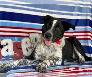 Texas Heeler Puppy for sale in LANCASTER, PA, USA