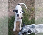 Small #4 Mutt