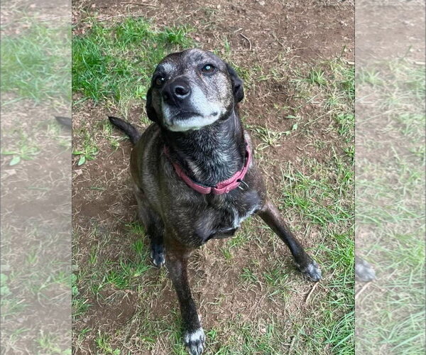 Medium Photo #4 Labrador Retriever-Mountain Cur Mix Puppy For Sale in Alexander, AR, USA