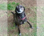 Small #3 Labrador Retriever-Mountain Cur Mix
