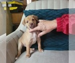 Small #7 Carolina Dog-Miniature Australian Shepherd Mix