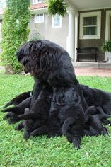 Mother of the Newfoundland puppies born on 06/26/2017
