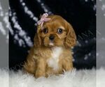 Small #3 Cavalier King Charles Spaniel