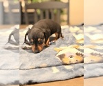 Litter of 5 - Male(s) and Female(s) DachshundLitter of Puppies for Sale - Photo #4