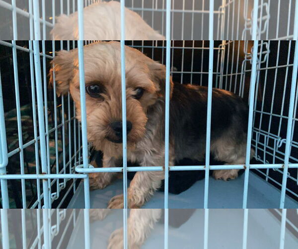 Medium Photo #1 Mutt Puppy For Sale in Lewistown, PA, USA