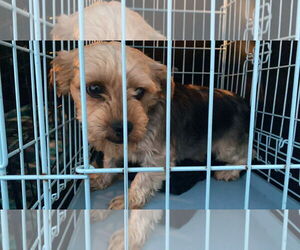 Mutt Dogs for adoption in Lewistown, PA, USA