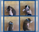 Puppy Blue Boxer