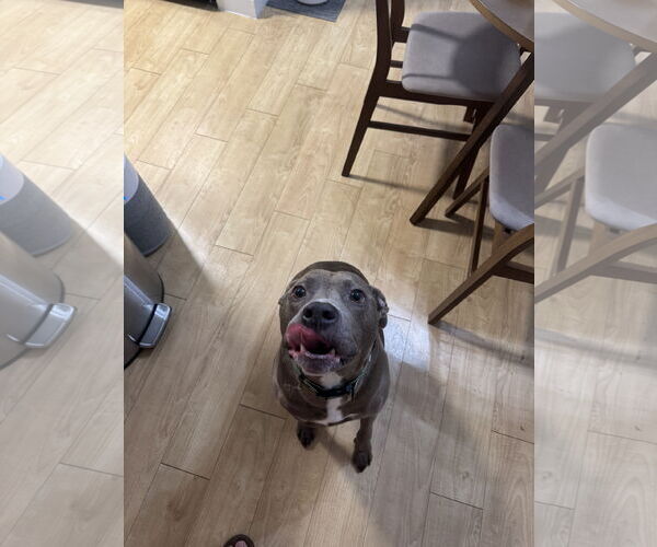 Medium Photo #3 American Pit Bull Terrier-Unknown Mix Puppy For Sale in Miami, FL, USA