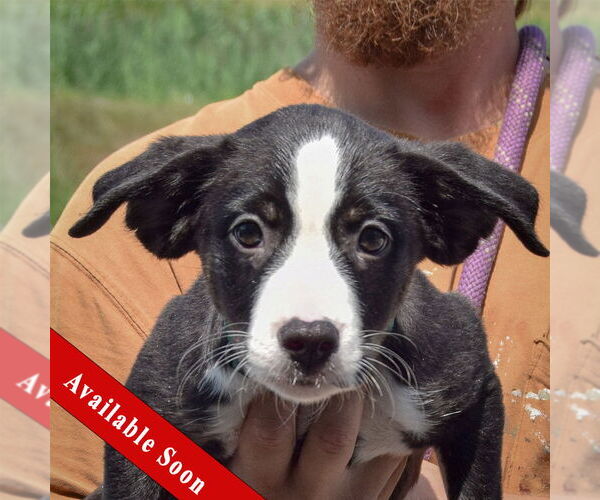 Medium Photo #1 Border Collie-Unknown Mix Puppy For Sale in Huntley, IL, USA