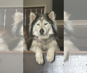 Mother of the Pomsky puppies born on 05/20/2025