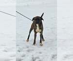 Small #7 Boxer Mix