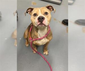 American Pit Bull Terrier Dogs for adoption in Peoria, IL, USA