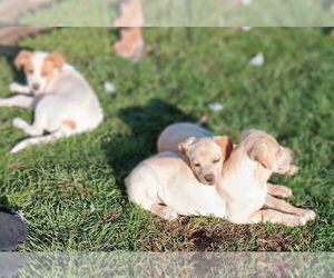 Wisteria - Female Labrador Retriever-Unknown Mix Dog for Adoption - Photo #3