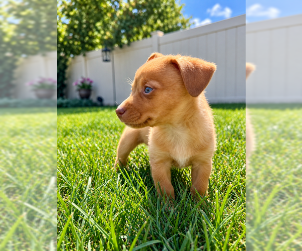 Medium Photo #4 Chihuahua-Unknown Mix Puppy For Sale in Plainfield, IL, USA