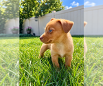 Small #3 Chihuahua Mix