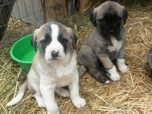 Anatolian Shepherd Puppy for sale in GRANTS PASS, OR, USA