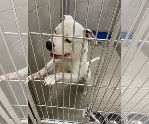 American Pit Bull Terrier-Unknown Mix Dogs for adoption in Virginia Beach, VA, USA