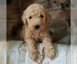 Goldendoodle-Poodle (Standard) Mix Puppy for sale in NARVON, PA, USA