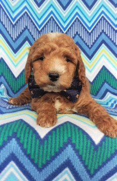 Medium Photo #6 Goldendoodle Puppy For Sale in LANCASTER, PA, USA