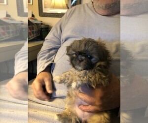 Shih Tzu Puppy for sale in S ZANESVILLE, OH, USA